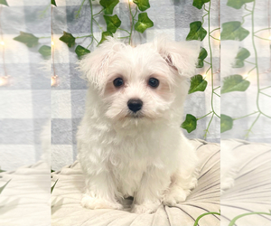 Maltese Puppy for sale in MARIETTA, GA, USA