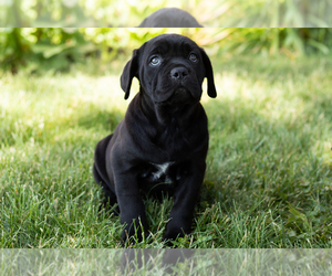 Medium Cane Corso