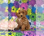 Small Photo #3 Poodle (Miniature) Puppy For Sale in CHRISTIANA, PA, USA