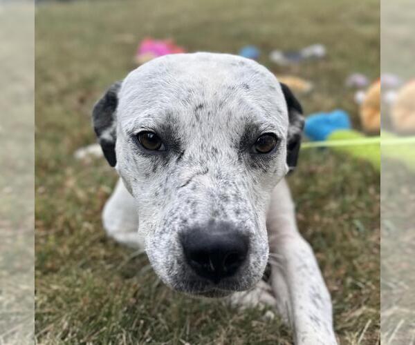 Medium Photo #4 Lab-Pointer Puppy For Sale in Yardley, PA, USA