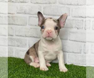 Faux Frenchbo Bulldog Puppy for sale in MIDDLESEX, NY, USA