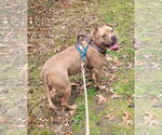 Small #3 American Staffordshire Terrier Mix