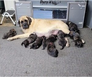 Mastiff Puppy for Sale in VANDALIA, Illinois USA