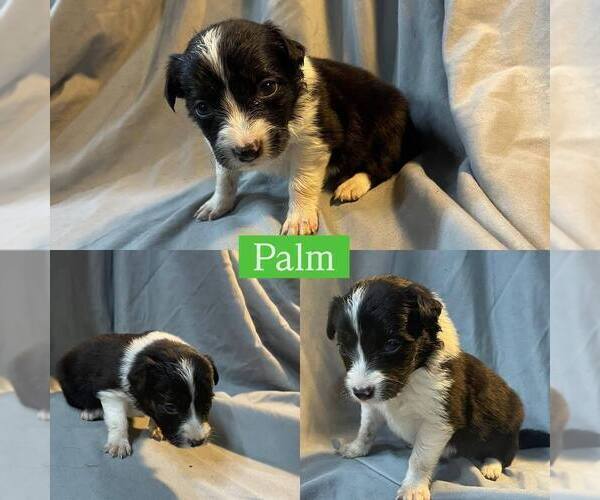 Medium Photo #11 Border Collie Puppy For Sale in BUCKLEY, WA, USA