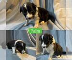 Small #10 Border Collie