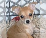 Small #2 Chihuahua Mix