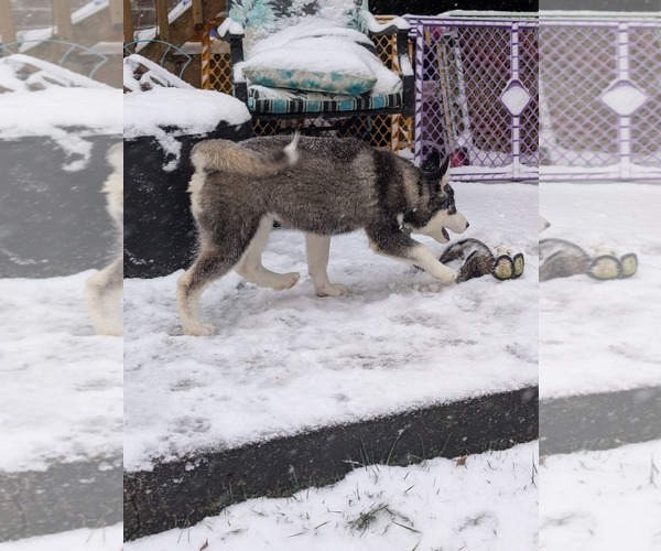 Medium Photo #1 Siberian Husky-Unknown Mix Puppy For Sale in Holly Springs, NC, USA