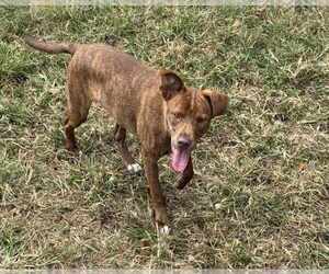 Mountain Cur-Unknown Mix Dogs for adoption in Anniston, AL, USA
