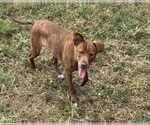 Small #2 Mountain Cur Mix