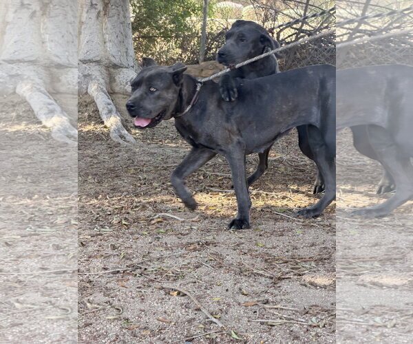 Medium Photo #2 Mutt Puppy For Sale in Goodyear, AZ, USA
