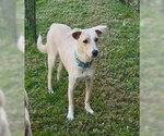 Small #6 Chihuahua Mix