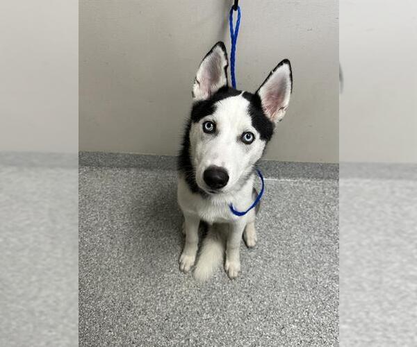 Medium Photo #1 Siberian Husky-Unknown Mix Puppy For Sale in Pasadena, TX, USA