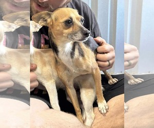 Rat-Cha Dogs for adoption in Princeton, MN, USA