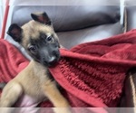 Small Photo #82 Belgian Malinois Puppy For Sale in REESEVILLE, WI, USA