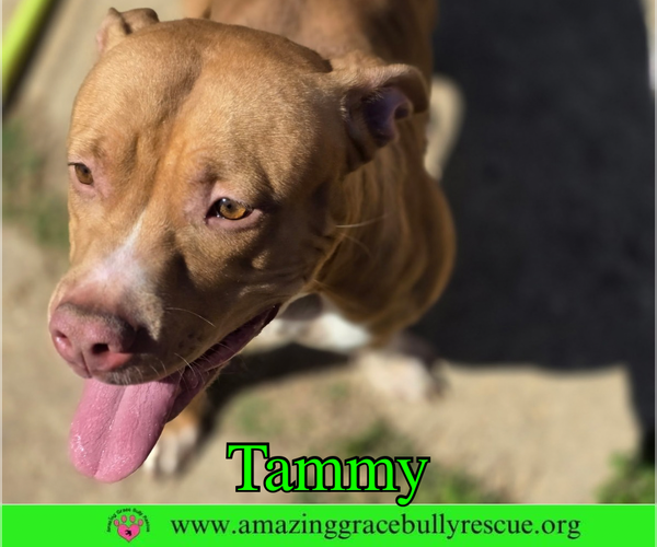 Medium Photo #4 American Bulldog-Unknown Mix Puppy For Sale in Milton, FL, USA