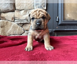 Cane Corso Litter for sale in LEBANON, IN, USA