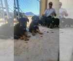 Small Photo #4 German Shepherd Dog Puppy For Sale in TONOPAH, AZ, USA