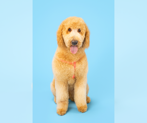 Mother of the Goldendoodle (Miniature) puppies born on 08/11/2025