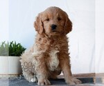 Small #2 Goldendoodle (Miniature)
