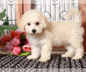 Poochon Puppy for sale in NAPLES, FL, USA