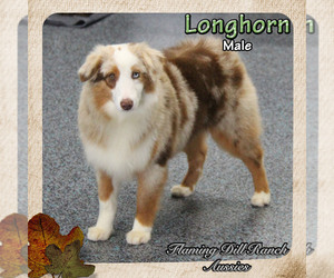 Miniature Australian Shepherd Puppy for sale in FORESTBURG, TX, USA