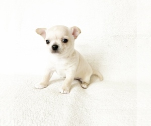 Chihuahua Puppy for Sale in SACRAMENTO, California USA