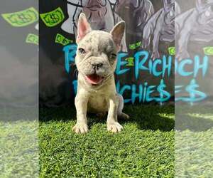 French Bulldog Dog for Adoption in SAN DIEGO, California USA