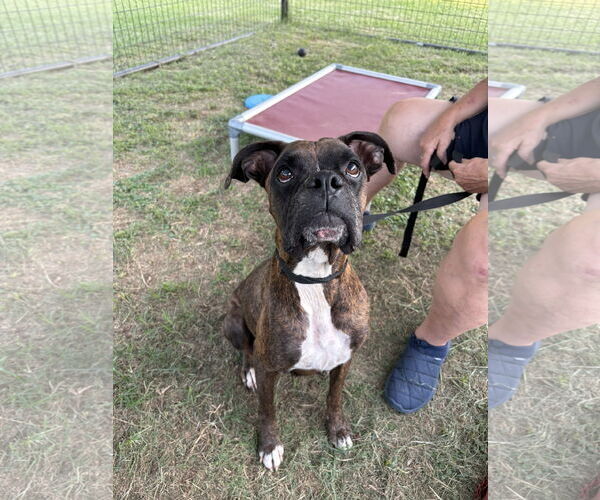 Medium Photo #4 Boxer Puppy For Sale in  Katy, TX, USA
