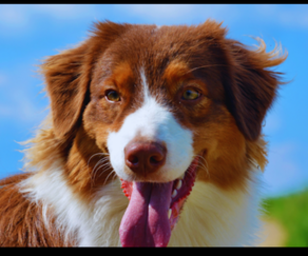 Medium Photo #1 Aussiedox Puppy For Sale in FLEMINGSBURG, KY, USA