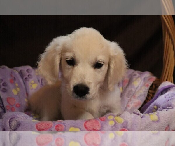 Medium Photo #2 English Cream Golden Retriever Puppy For Sale in LANCASTER, WI, USA