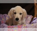 Small #1 English Cream Golden Retriever