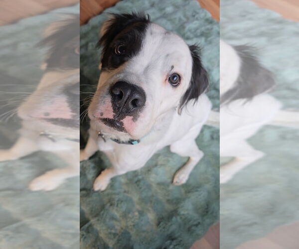 Medium Photo #3 American Staffordshire Terrier Puppy For Sale in Lake Forest, CA, USA