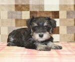 Small #1 Schnauzer (Miniature)