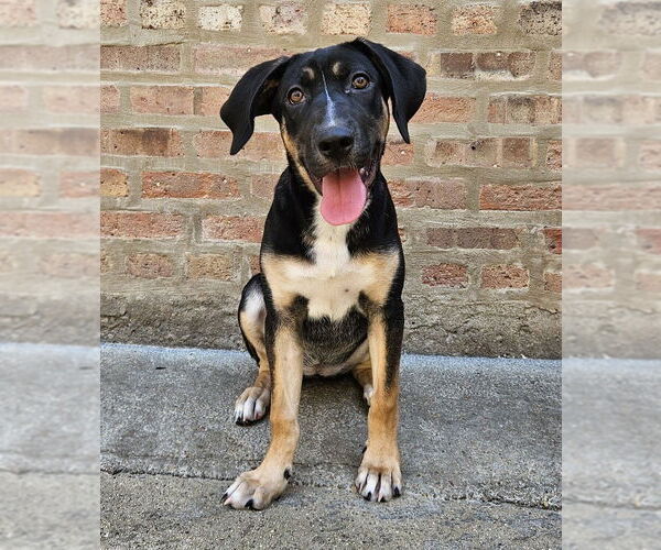 Medium Photo #5 Mutt Puppy For Sale in Chicago, IL, USA