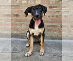 Small #4 Mutt