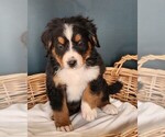 Puppy Tesla Bernese Mountain Dog
