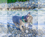 Small Photo #6 French Bulldog Puppy For Sale in ARLINGTON, WA, USA