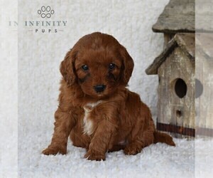 Cavapoo Puppy for sale in DORNSIFE, PA, USA