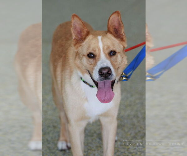 Medium Photo #5 Akita-Unknown Mix Puppy For Sale in The Woodlands, TX, USA