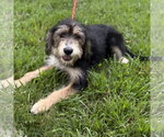 Small #1 Mutt