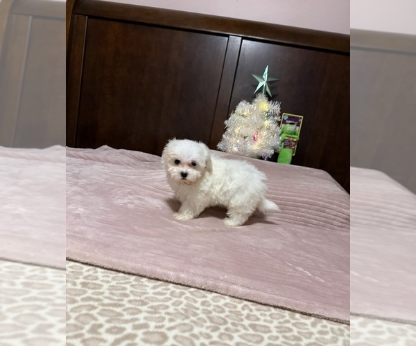 Medium Photo #1 Morkie Puppy For Sale in BENSON, NC, USA