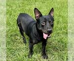 Small #1 Australian Kelpie Mix