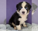 Small Australian Shepherd