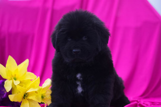 Newfoundland Puppy for sale in CUYAHOGA FALLS, OH, USA