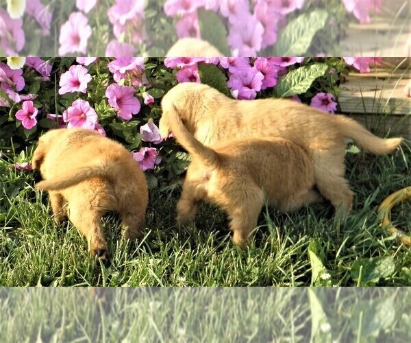 Medium Photo #10 Golden Retriever Puppy For Sale in VERMONTVILLE, MI, USA