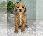 Small #5 Goldendoodle (Miniature)