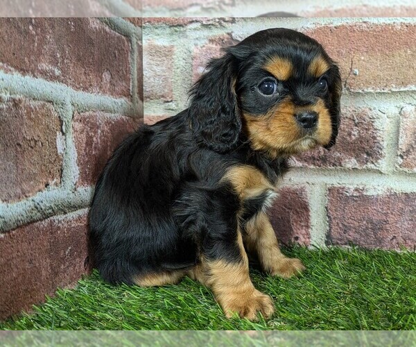 Medium Photo #8 Cavalier King Charles Spaniel Puppy For Sale in MOBERLY, MO, USA