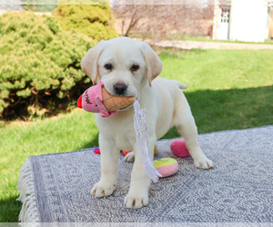 Labrador Retriever Puppy for Sale in SYRACUSE, Indiana USA