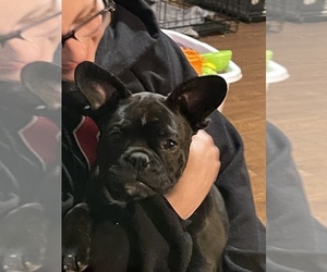 French Bulldog Puppy for sale in OKLAHOMA CITY, OK, USA