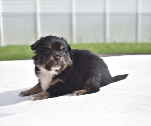 Miniature Australian Shepherd Puppy for sale in PALM COAST, FL, USA